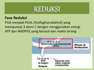 Fase Reduksi
PGA menjadi PGAL (Fosfogliseraldehid) yang
mempunyai 3 atom C dengan menggunakan energi
ATP dan NADPH2 yang berasal dari reaksi terang
 