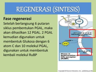 Fase regenerasi
Setelah berlangsung 6 putaran
siklus pembentukan PGAL, maka
akan dihasilkan 12 PGAL. 2 PGAL
kemudian digunakan untuk
membentuk Glukosa dengan 6
atom C dan 10 molekul PGAL,
digunakan untuk membentuk
kembali molekul RuBP
 