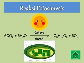 6CO2 + 6H2O C6H12O6 + 6O2
Cahaya
Klorofil
 