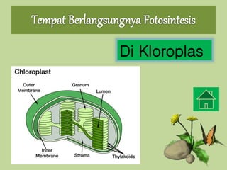 Di Kloroplas
 