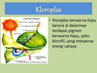• Kloroplas berwarna hijau
karena di dalamnya
terdapat pigmen
berwarna hijau, yaitu
klorofil, yang menyerap
energi cahaya.
 