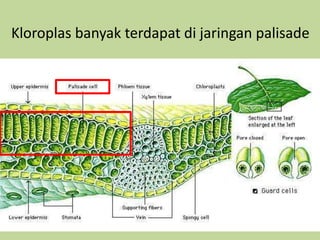 Kloroplas banyak terdapat di jaringan palisade
 