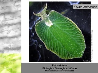 Elysia chlorotica




                                                http://content3.eol.org/content/2011/02/17/05/08599_large.jpg
        Fotossíntese
Biologia e Geologia – 10º ano
  Maria João Drumond / fevereiro 2013
 