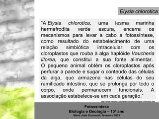Elysia chlorotica

“A Elysia chlorotica,  uma  lesma  marinha 
hermafrodita  verde  escura,  encerra  os 
mecanismos  para  levar  a  cabo  a  fotossíntese, 
como  resultado  do  estabelecimento  de  uma 
relação  simbiótica  intracelular  com  os 
cloroplastos que rouba à alga haplóide Vaucheria
litorea,  que  constitui  a  sua  fonte  alimentar. 
O  pequeno  animal  obtém  os  cloroplastos  após 
perfurar a parede e sugar o conteúdo das células 
da  alga,  que  armazena  nas  células  do  seu 
ramificado  intestino,  que  se  prolonga  por  todo  o 
corpo,  onde  permanecem  funcionais.  A 
associação estabelece-se em cada geração.”
                                   http://www.netxplica.com/exercicios/bio11/elysia.chlorotica.htm


                     Fotossíntese
             Biologia e Geologia – 10º ano
               Maria João Drumond / fevereiro 2013
 