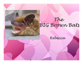 The
BIG Brown Bats
Rebecca
 