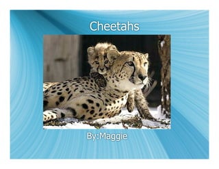 Cheetahs




By:Maggie
 