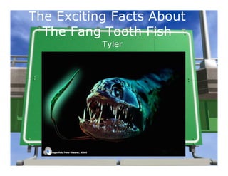 The Exciting Facts About
  The Fang Tooth Fish
           Tyler
 