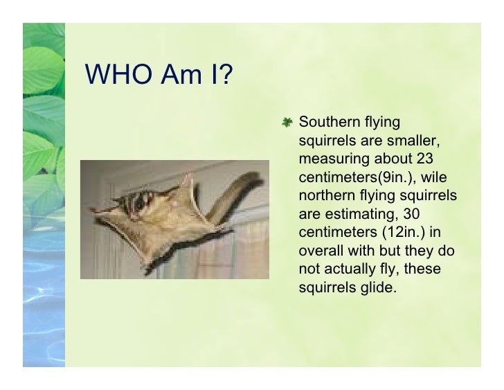 5 G Flying Squirrel