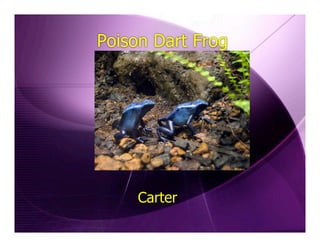 Poison Dart Frog




     Carter
 