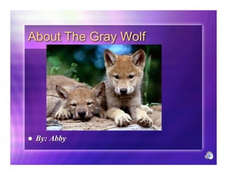 About The Gray Wolf




    By: Abby

 