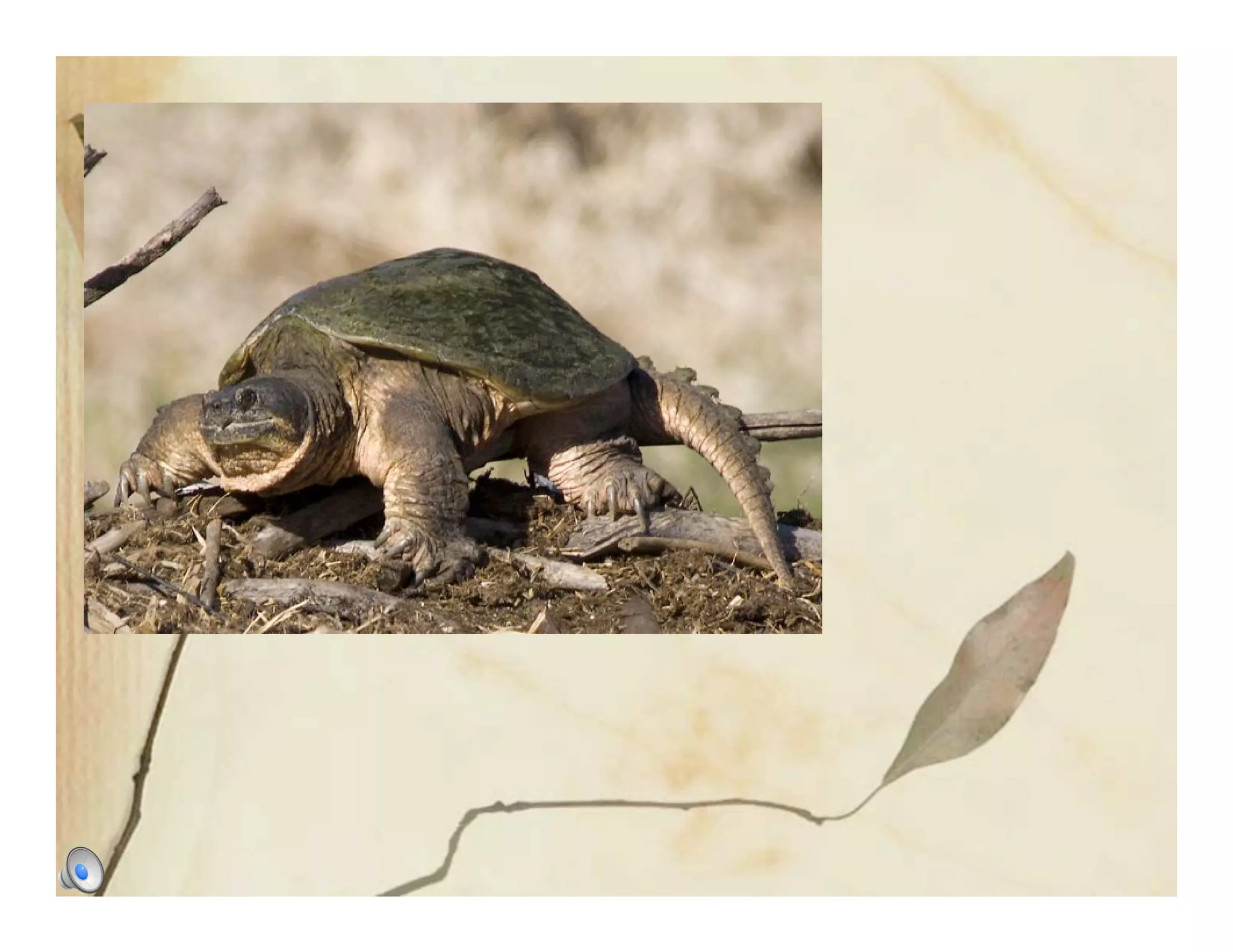 5 G Snapping Turtle