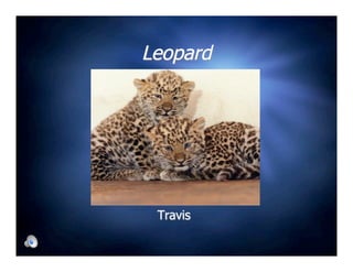 Leopard




 Travis
 