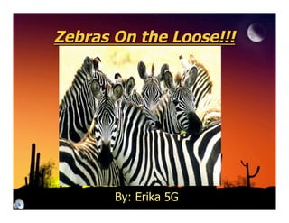 Zebras On the Loose!!!




       By: Erika 5G
 