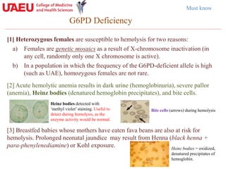 [1] Heterozygous females are susceptible to hemolysis for two reasons:
a) Females are genetic mosaics as a result of X-chromosome inactivation (in
any cell, randomly only one X chromosome is active).
b) In a population in which the frequency of the G6PD-deficient allele is high
(such as UAE), homozygous females are not rare.
G6PD Deficiency
Must know
[2] Acute hemolytic anemia results in dark urine (hemoglobinuria), severe pallor
(anemia), Heinz bodies (denatured hemoglobin precipitates), and bite cells.
Heinz bodies detected with
‘methyl violet’ staining. Useful to
detect during hemolysis, as the
enzyme activity would be normal.
[3] Breastfed babies whose mothers have eaten fava beans are also at risk for
hemolysis. Prolonged neonatal jaundice may result from Henna (black henna +
para-phenylenediamine) or Kohl exposure.
Bite cells (arrows) during hemolysis
Heinz bodies = oxidized,
denatured precipitates of
hemoglobin.
 