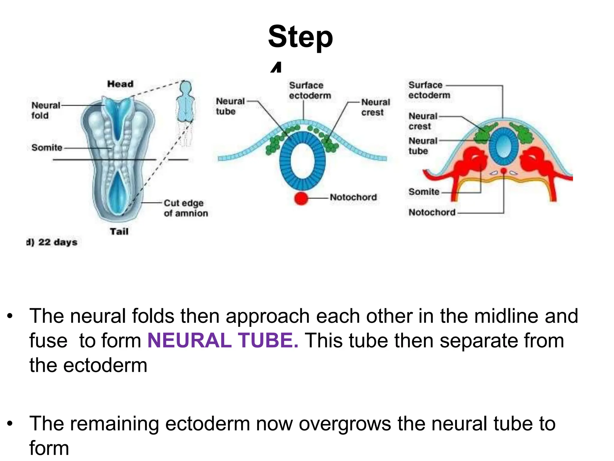 GENERAL EMBRYOLOGY Third Wk DEVELOPMENT pptx general-embryology-third-wk-development-pptx