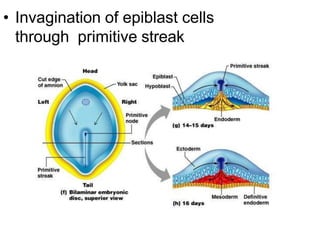 GENERAL EMBRYOLOGY third wk DEVELOPMENT.pptx