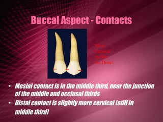 Maxillary Premolars | PPT