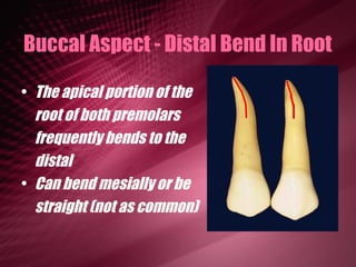 Maxillary Premolars | PPT