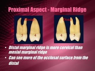 Marginal Ridge Area Maxillary Premolars | PPT