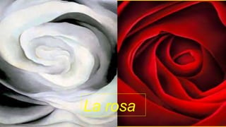 La rosa
 