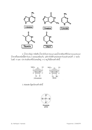 By Natthaporn Kawirads Programmer : CHEMISTRY
2. น้าตาล มีอยู่ 2 ชนิดคือ น้าตาลไรโบส (ribose) และน้าตาลดีออกซีไรโบส (reoxyribose)
น้าตาลทั้งสองชนิดนี้มีคาร์บอน 5 อะตอมเหมือนกัน แต่ต่างกันที่ตาแหน่งของคาร์บอนตาแหน่งที่ 2 ของไร
โบสมี –H และ –OH ส่วนดีออกซีไรโบสจะมีหมู่ –H 2 หมู่ ซึ่งมีโครงสร้างดังนี้
3. ฟอสเฟต มีสูตรโครงสร้างดังนี้
 