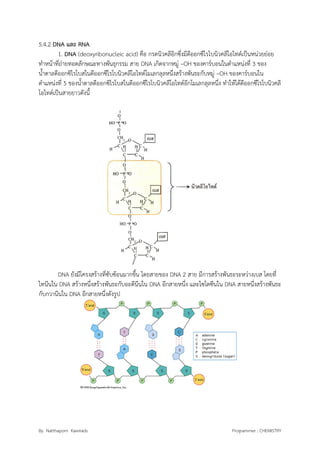 By Natthaporn Kawirads Programmer : CHEMISTRY
5.4.2 DNA และ RNA
1. DNA (deoxyribonucleic acid) คือ กรดนิวคลีอิกซึ่งมีดีออกซีไรโบนิวคลีโอไทด์เป็นหน่วยย่อย
ทาหน้าที่ถ่ายทอดลักษณะทางพันธุกรรม สาย DNA เกิดจากหมู่ –OH ของคาร์บอนในตาแหน่งที่ 3 ของ
น้าตาลดีออกซิไรโบสในดีออกซีไรโบนิวคลีโอไทด์โมเลกลุลหนึ่งสร้างพันธะกับหมู่ –OH ของคาร์บอนใน
ตาแหน่งที่ 5 ของน้าตาลดีออกซิไรโบสในดีออกซีไรโบนิวคลีโอไทด์อีกโมเลกลุลหนึ่ง ทาให้ได้ดีออกซีไรโบนิวคลี
โอไทด์เป็นสายยาวดังนี้
DNA ยังมีโครงสร้างที่ซับซ้อนมากขึ้น โดยสายของ DNA 2 สาย มีการสร้างพันธะระหว่างเบส โดยที่
ไทนีนใน DNA สร้างหนึ่งสร้างพันธะกับอะดีนีนใน DNA อีกสายหนึ่ง และไซโตซีนใน DNA สายหนึ่งสร้างพันธะ
กับกวานีนใน DNA อีกสายหนึ่งดังรูป
 