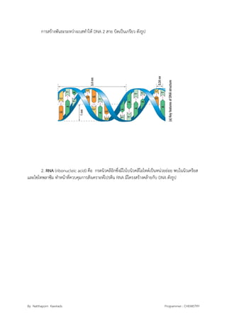 By Natthaporn Kawirads Programmer : CHEMISTRY
การสร้างพันธะระหว่างเบสทาให้ DNA 2 สาย บิดเป็นเกรียว ดังรูป
2. RNA (ribonucleic acid) คือ กรดนิวคลีอิกซึ่งมีไรโบนิวคลีโอไทด์เป็นหน่วยย่อย พบในนิวเครียส
และไซโทพลาซึม ทาหน้าที่ควบคุมการสังเคราะห์โปรตีน RNA มีโครงสร้างคล้ายกับ DNA ดังรูป
 
