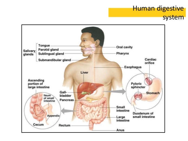 Two Organs That Chemically And Mechanically Digest Food Two Organs That Chemically And Mechanically Digest Food