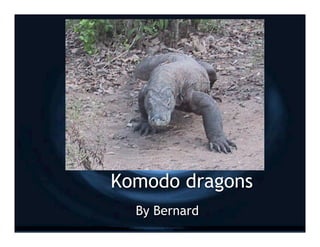 Komodo dragons
  By Bernard
 