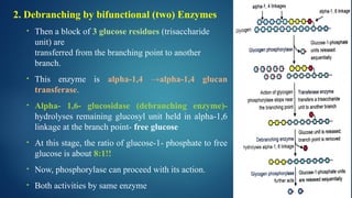 2. Debranching by bifunctional (two) Enzymes
• Then a block of 3 glucose residues (trisaccharide
unit) are
transferred from the branching point to another
branch.
• This enzyme is alpha-1,4 →alpha-1,4 glucan
transferase.
• Alpha- 1,6- glucosidase (debranching enzyme)-
hydrolyses remaining glucosyl unit held in alpha-1,6
linkage at the branch point- free glucose
• At this stage, the ratio of glucose-1- phosphate to free
glucose is about 8:1!!
• Now, phosphorylase can proceed with its action.
• Both activities by same enzyme
 