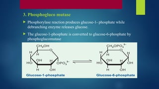 3. Phosphogluco mutase
 Phosphorylase reaction produces glucose-1- phosphate while
debranching enzyme releases glucose.
 The glucose-1-phosphate is converted to glucose-6-phosphate by
phosphoglucomutase
 