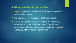 4. Glucose-6-phosphatase in Liver
 Hepatic glucose-6-phosphatase hydrolyses glucose-6-
phosphate to glucose.
 The free glucose is released to the blood stream.
 Muscle will not release glucose to the blood stream,
because muscle tissue does not contain glucose-6-
phosphatase--glucose-6-phosphate undergoes glycolysis
to produce ATP for muscle contraction.
 