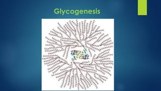 Glycogenesis
 
