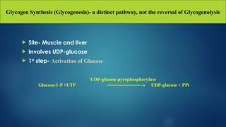 Glycogen Synthesis (Glycogenesis)- a distinct pathway, not the reversal of Glycogenolysis
 Site- Muscle and liver
 Involves UDP-glucose
 1st
step- Activation of Glucose
UDP-glucose pyrophosphorylase
Glucose-1-P +UTP ———————® UDP-glucose + PPi
 