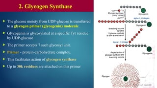  The glucose moiety from UDP-glucose is transferred
to a glycogen primer (glycogenin) molecule.
 Glycogenin is glycosylated at a specific Tyr residue
by UDP-glucose
 The primer accepts 7 such glycosyl unit.
 Primer - protein-carbohydrate complex.
 This facilitates action of glycogen synthase
 Up to 30k residues are attached on this primer
2. Glycogen Synthase
 