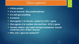 Glycogenin
 37KDa protein
 It is an enzyme- Glycosyltransferase
 It is self-glucosylating
 2 isoforms
 Glycogenin-1 in muscle- coded by GYG-1 gene
 Glycogenin-2 in cardiac mm and liver- GYG-2 gene
 Genetic defect- glycogen storage hampered- muscle
weakness and cardiac disease
 Why only 7 glucose residues??
 