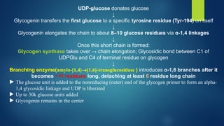 UDP-glucose donates glucose
↓
Glycogenin transfers the first glucose to a specific tyrosine residue (Tyr-194) on itself
↓
Glycogenin elongates the chain to about 8–10 glucose residues via α-1,4 linkages
↓
Once this short chain is formed:
Glycogen synthase takes over → chain elongation; Glycosidic bond between C1 of
UDPGlu and C4 of terminal residue on glycogen
↓
Branching enzyme(amylo-[1,4]®[1,6]-transglucosidase ) introduces α-1,6 branches after it
becomes ~11 residues long, detaching at least 6 residue long chain
 The glucose unit is added to the nonreducing (outer) end of the glycogen primer to form an alpha-
1,4 glycosidic linkage and UDP is liberated
 Up to 30k glucose units added
 Glycogenin remains in the center
 
