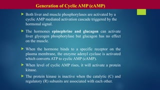  Both liver and muscle phosphorylases are activated by a
cyclic AMP mediated activation cascade triggered by the
hormonal signal.
 The hormones epinephrine and glucagon can activate
liver glycogen phosphorylase but glucagon has no effect
on the muscle.
 When the hormone binds to a specific receptor on the
plasma membrane, the enzyme adenyl cyclase is activated
which converts ATP to cyclic AMP (cAMP).
 When level of cyclic AMP rises, it will activate a protein
kinase.
 The protein kinase is inactive when the catalytic (C) and
regulatory (R) subunits are associated with each other.
Generation of Cyclic AMP (cAMP)
 