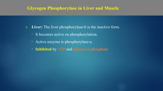 1. Liver: The liver phosphorylase-b is the inactive form.
• It becomes active on phosphorylation.
• Active enzyme is phosphorylase-a.
• Inhibited by ATP and glucose-6-phosphate
Glycogen Phosphorylase in Liver and Muscle
 