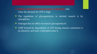 2. Muscle: Skeletal muscle glycogen is degraded only
when the demand for ATP is high.
 The regulation of glycogenolysis in skeletal muscle is by
epinephrine.
 Glucagon has no effect on muscle glycogenolysis.
 AMP formed by degradation of ATP during muscle contraction is
an allosteric activator of phosphorylase b.
 