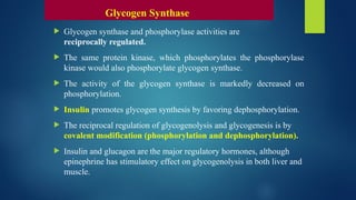  Glycogen synthase and phosphorylase activities are
reciprocally regulated.
 The same protein kinase, which phosphorylates the phosphorylase
kinase would also phosphorylate glycogen synthase.
 The activity of the glycogen synthase is markedly decreased on
phosphorylation.
 Insulin promotes glycogen synthesis by favoring dephosphorylation.
 The reciprocal regulation of glycogenolysis and glycogenesis is by
covalent modification (phosphorylation and dephosphorylation).
 Insulin and glucagon are the major regulatory hormones, although
epinephrine has stimulatory effect on glycogenolysis in both liver and
muscle.
Glycogen Synthase
 