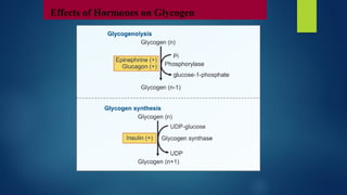 Effects of Hormones on Glycogen
 