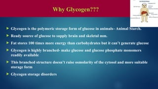  Glycogen is the polymeric storage form of glucose in animals– Animal Starch.
 Ready source of glucose to supply brain and skeletal mm.
 Fat stores 100 times more energy than carbohydrates but it can’t generate glucose
 Glycogen is highly branched- make glucose and glucose phosphate monomers
readily available
 This branched structure doesn’t raise osmolarity of the cytosol and more suitable
storage form
 Glycogen storage disorders
Why Glycogen???
 
