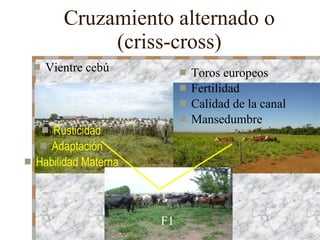 Cruzamiento alternado o (criss-cross) Toros europeos Fertilidad Calidad de la canal Mansedumbre Vientre cebú Rusticidad Adaptación Habilidad Materna F1 