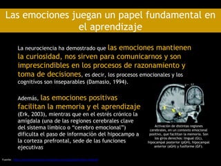 Las emociones juegan un papel fundamental en
el aprendizaje
La neurociencia ha demostrado que las emociones mantienen
la curiosidad, nos sirven para comunicarnos y son
imprescindibles en los procesos de razonamiento y
toma de decisiones, es decir, los procesos emocionales y los
cognitivos son inseparables (Damasio, 1994).
Activación de distintas regiones
cerebrales, en un contexto emocional
positivo, que facilitan la memoria. Son
los giros derechos: lingual (GL),
hipocampal posterior (pGH), hipocampal
anterior (aGH) y fusiforme (GF).
Además, las emociones positivas
facilitan la memoria y el aprendizaje
(Erk, 2003), mientras que en el estrés crónico la
amígdala (una de las regiones cerebrales clave
del sistema límbico o “cerebro emocional”)
dificulta el paso de información del hipocampo a
la corteza prefrontal, sede de las funciones
ejecutivas
Fuente: https://escuelaconcerebro.wordpress.com/tag/plasticidad-cerebral/
 