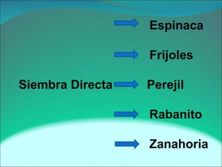 Espinaca
Frijoles
Siembra Directa Perejil
Rabanito
Zanahoria
 
