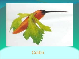 Colibri
 