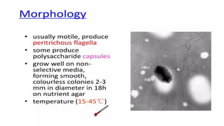 DPT - Microbiology II (Gram -ve rods) - Introduction to Enterics | PPTX