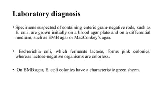 DPT - Microbiology II (Gram -ve rods) - Introduction to Enterics | PPTX
