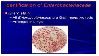 DPT - Microbiology II (Gram -ve rods) - Introduction to Enterics | PPTX